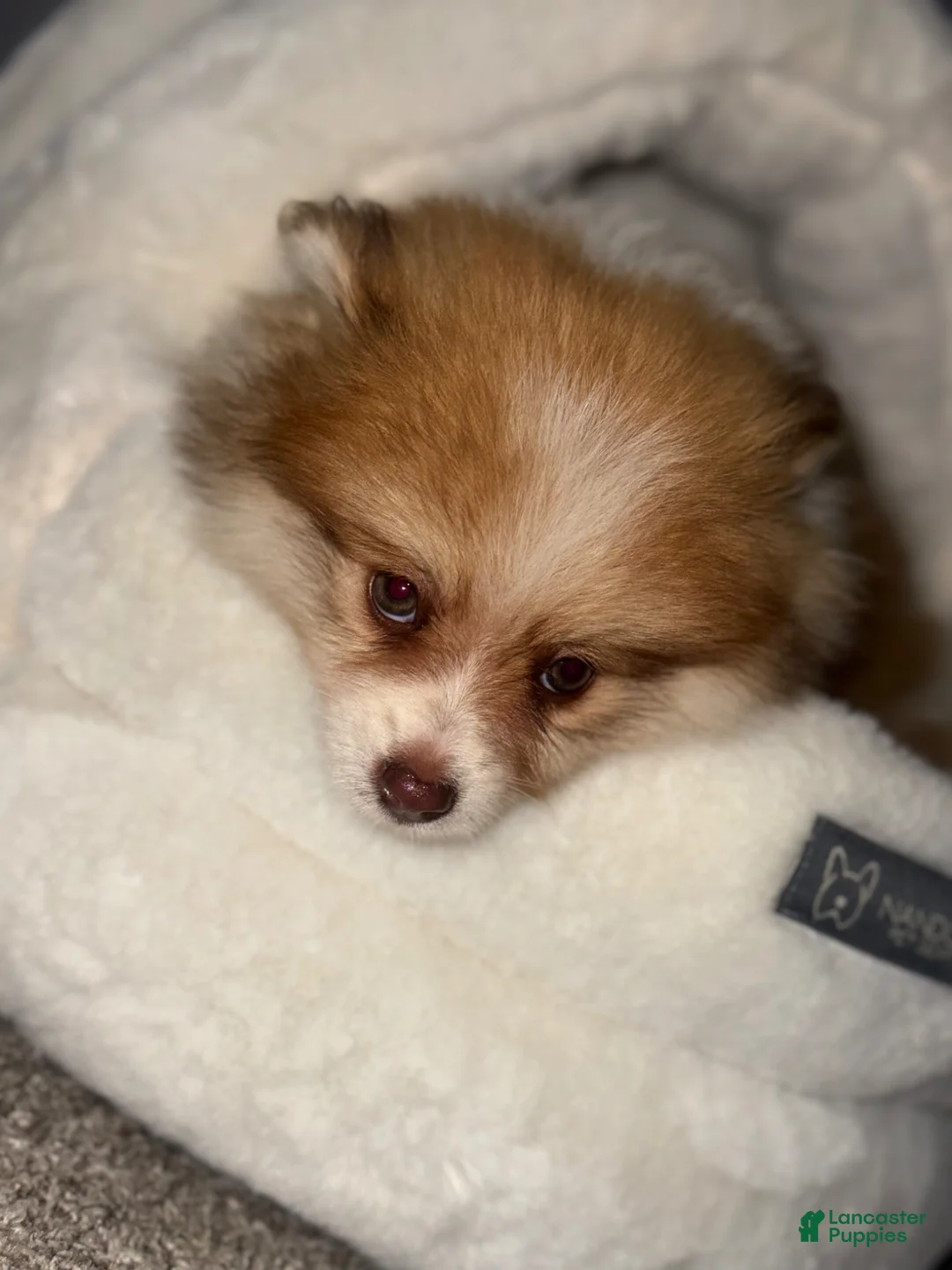 Pomeranian dogs for sale: Pomeranian Puppy 1 - Ad 3