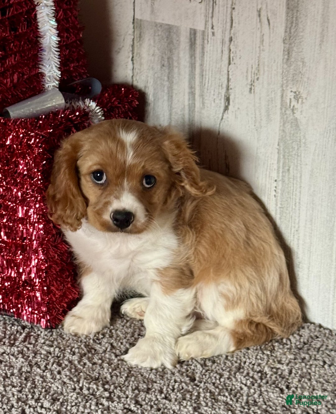 Cavapoo dogs for sale: Dasher - Ad 4