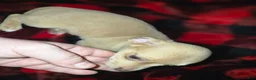 Chihuahua dogs for sale: Cream Boy - Ad 4