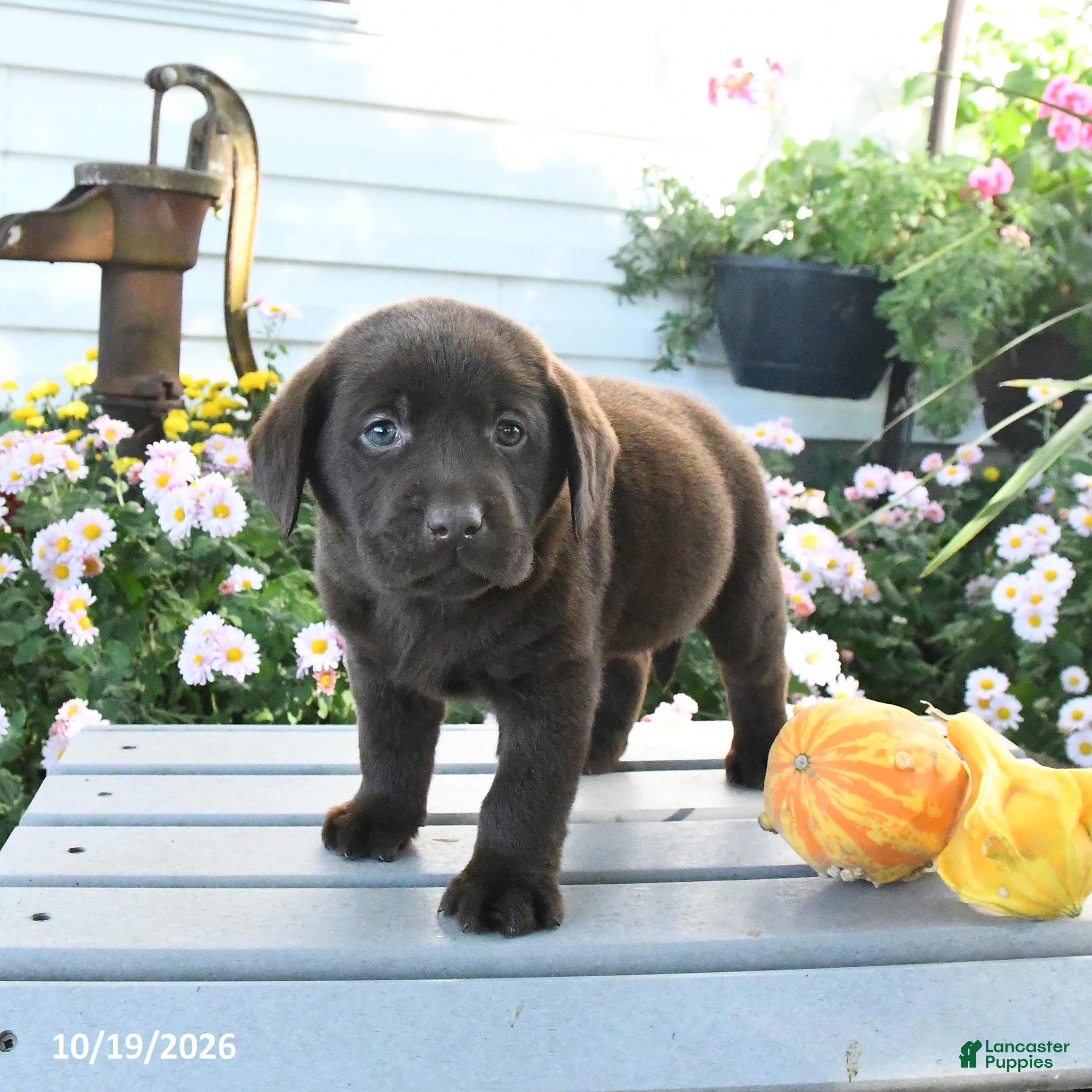 Labrador Retriever dogs Jax - Ad 1