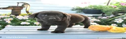 Labrador Retriever dogs for sale: Jax - Ad 1