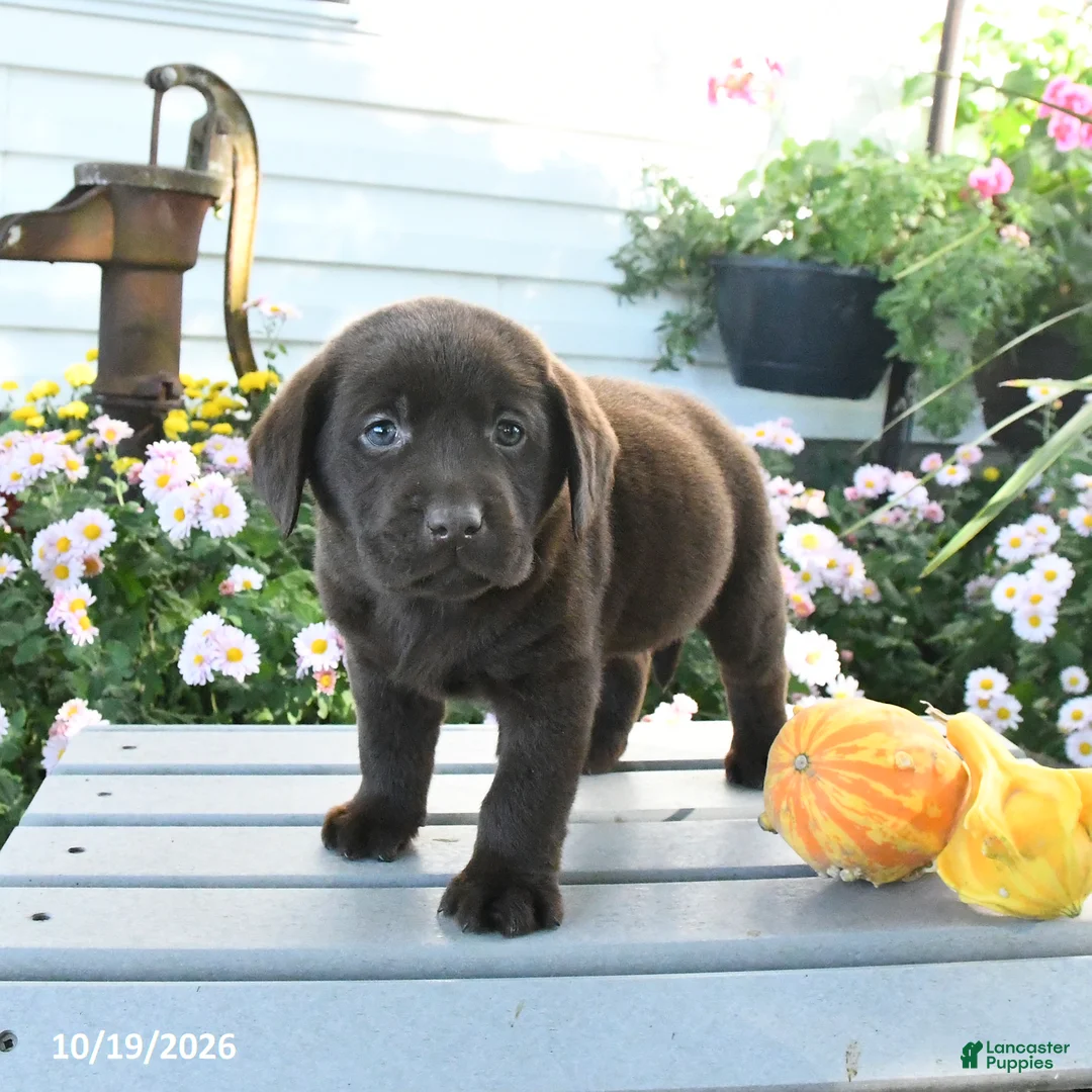 Labrador Retriever dogs for sale: Jax - Ad 1