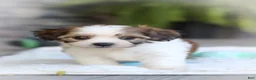 Cavachon dogs for sale: Aspen - Ad 6