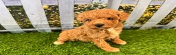 Maltipoo dogs for sale: Reba - Ad 4