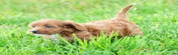 Cavapoo dogs for sale: Natasha - Ad 3