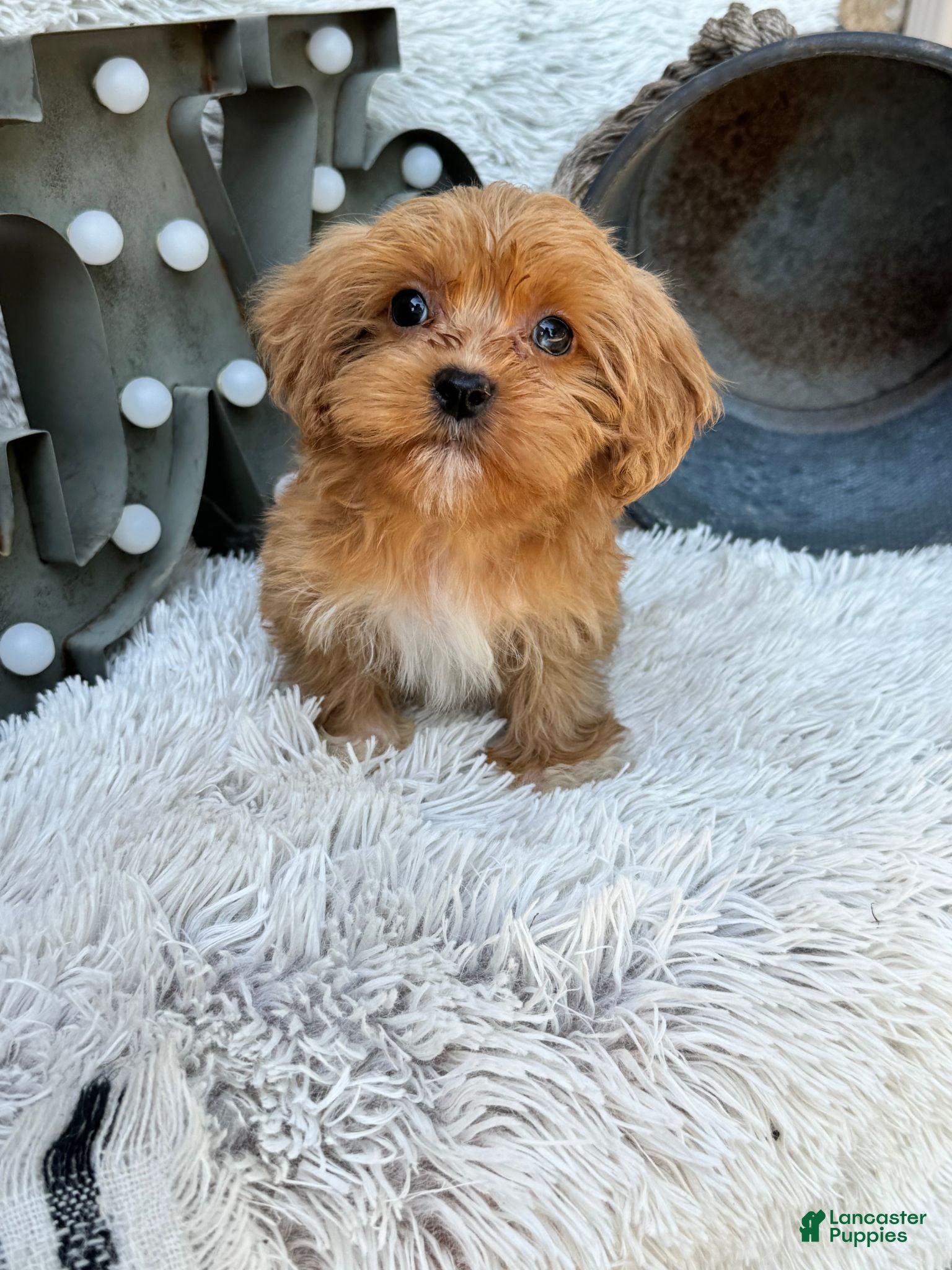 Cavapoo dogs Ava - Ad 6