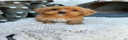 Cavapoo dogs for sale: Ava - Ad 1