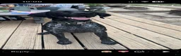 German Shorthaired Pointer dogs for sale: Muzzy aka Bear - Ad 5