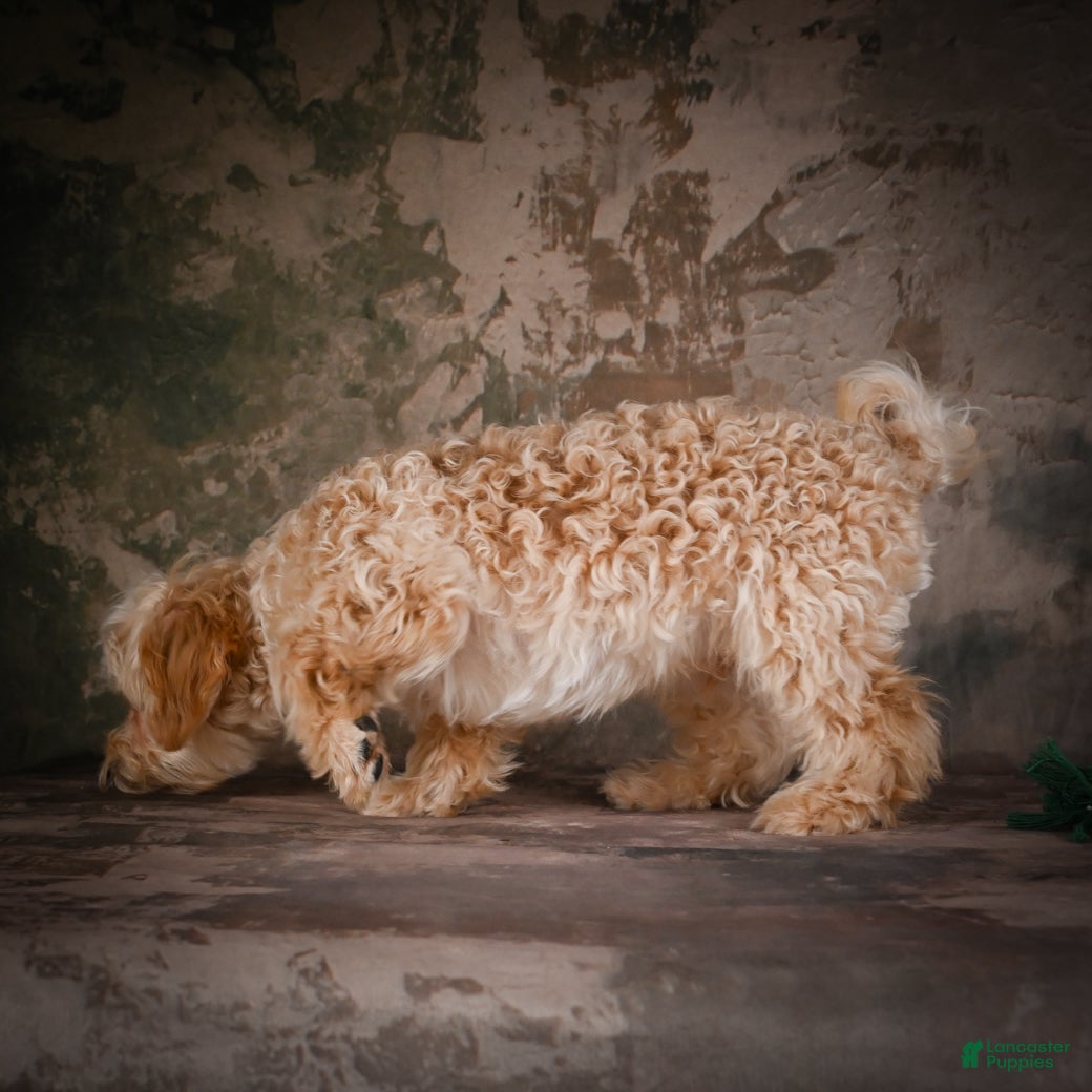 Maltipoo dogs Jackson - Ad 2