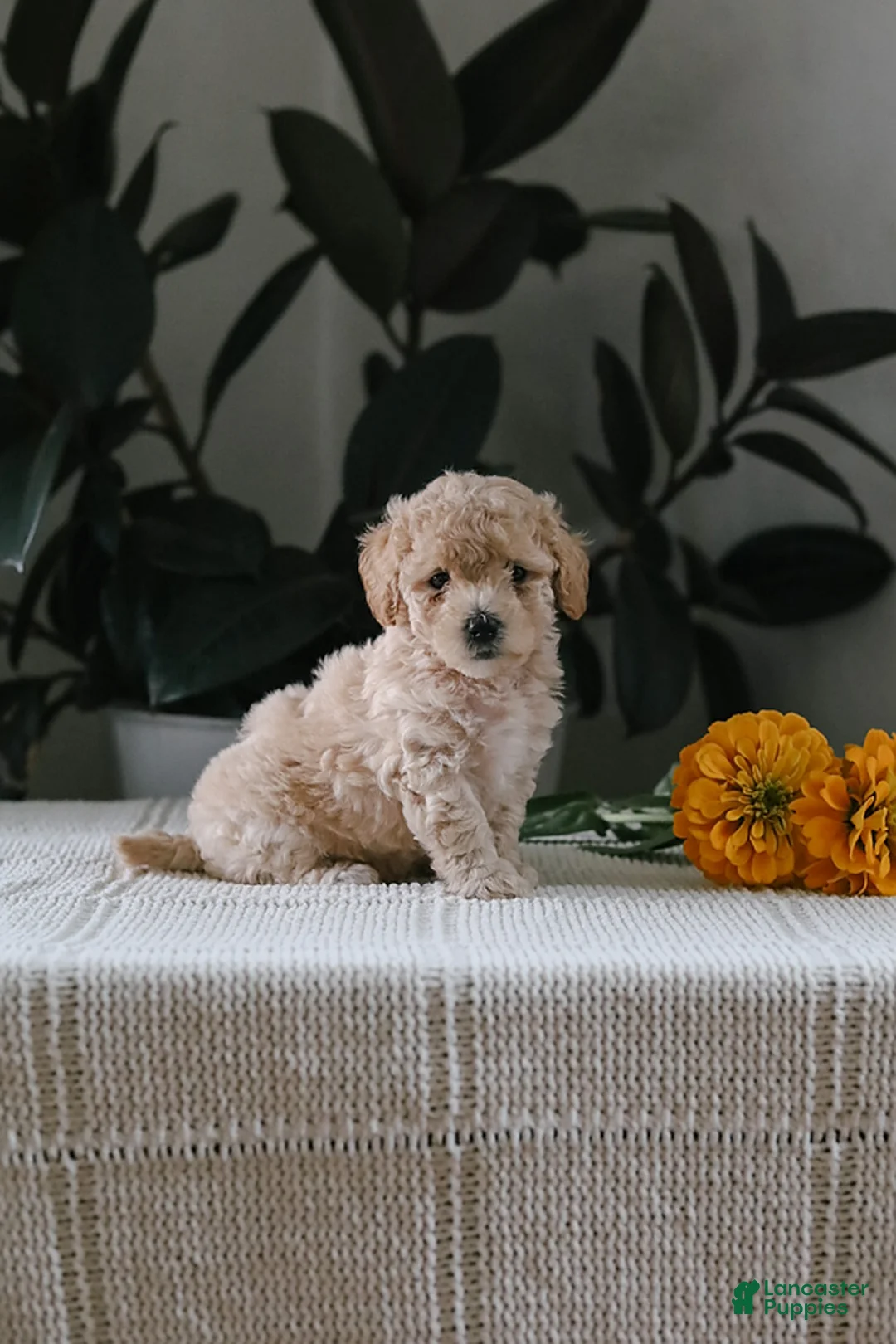 Maltipoo dogs for sale: Flint - Ad 2