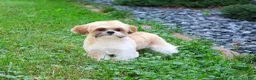 Shih Tzu dogs for sale: Theon  - Ad 5