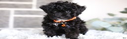 Miniature Poodle dogs for sale: Gracie  - Ad 10