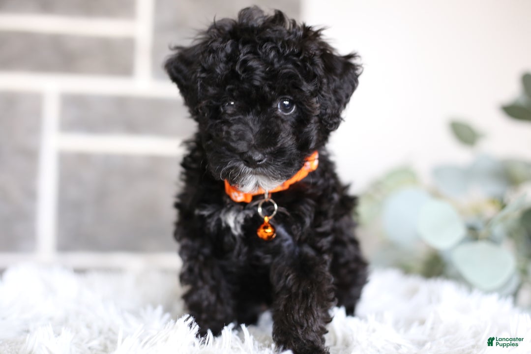 Miniature Poodle dogs for sale: Gracie  - Ad 10