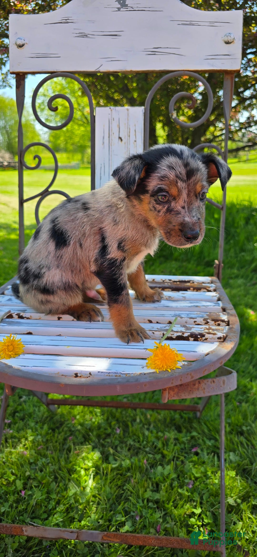 Mixed Breed dogs for sale: Casper - Ad 9