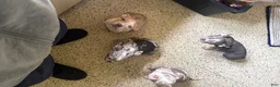 American Bully dogs for sale: American Bully Puppy 3 - Ad 2
