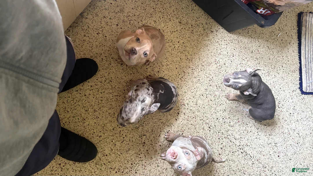 American Bully dogs for sale: American Bully Puppy 3 - Ad 2