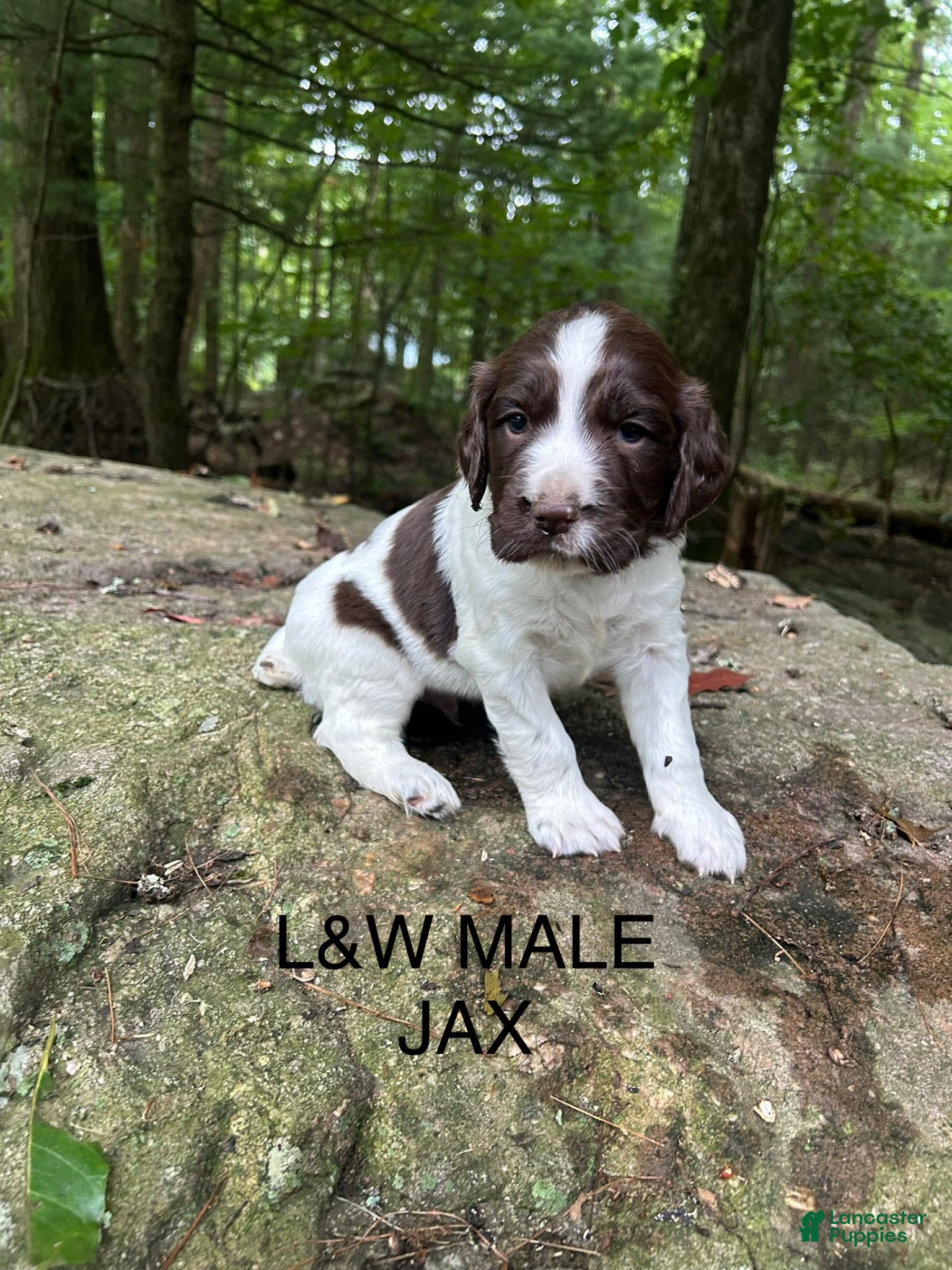 English Springer Spaniel dogs English Springer Spaniel 7 - Ad 1