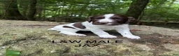 English Springer Spaniel dogs for sale: English Springer Spaniel 7 - Ad 5