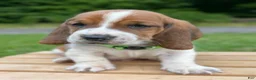 Basset Hound dogs for sale: Oliver - Ad 8