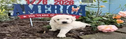 Golden Retriever dogs for sale: Telsa - Ad 3