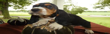 Basset Hound 8 Magnolia