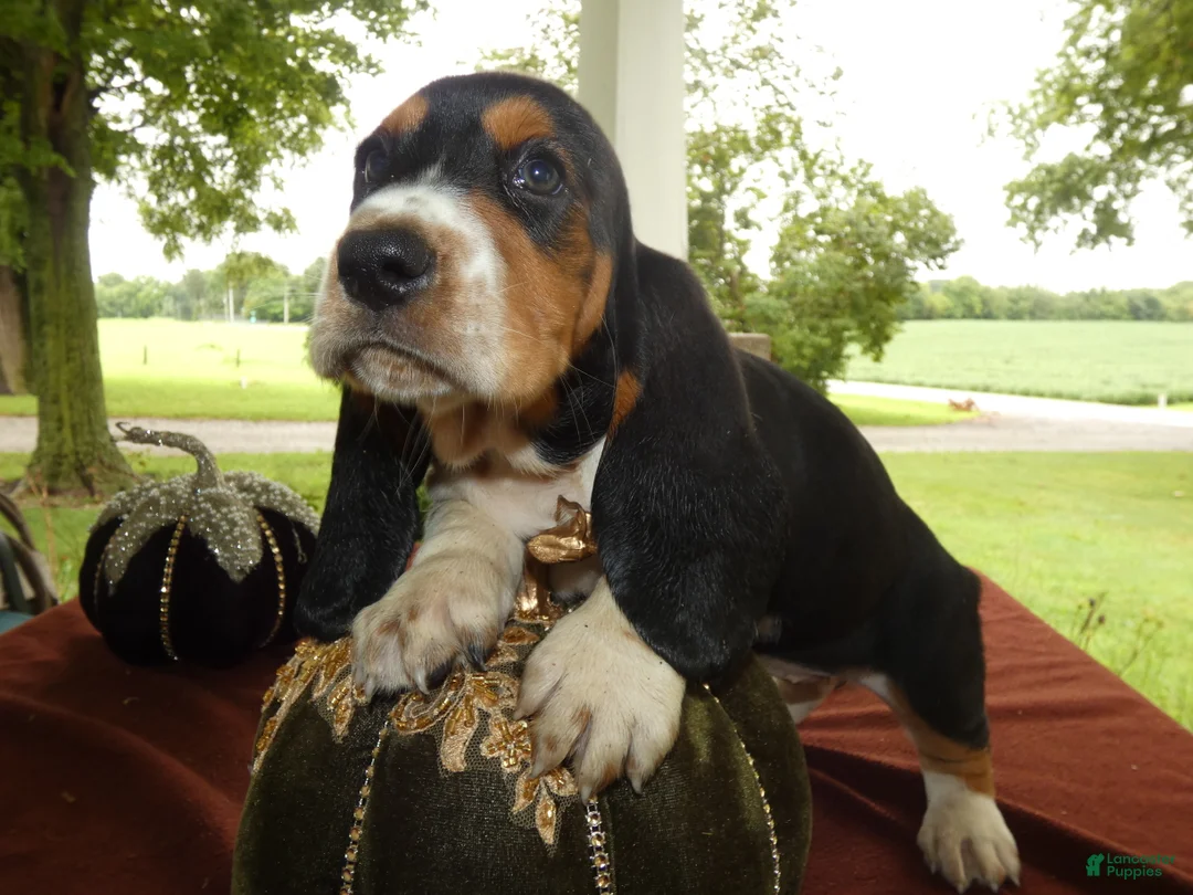 Basset Hound dogs for sale: Basset Hound 8 Magnolia - Ad 1