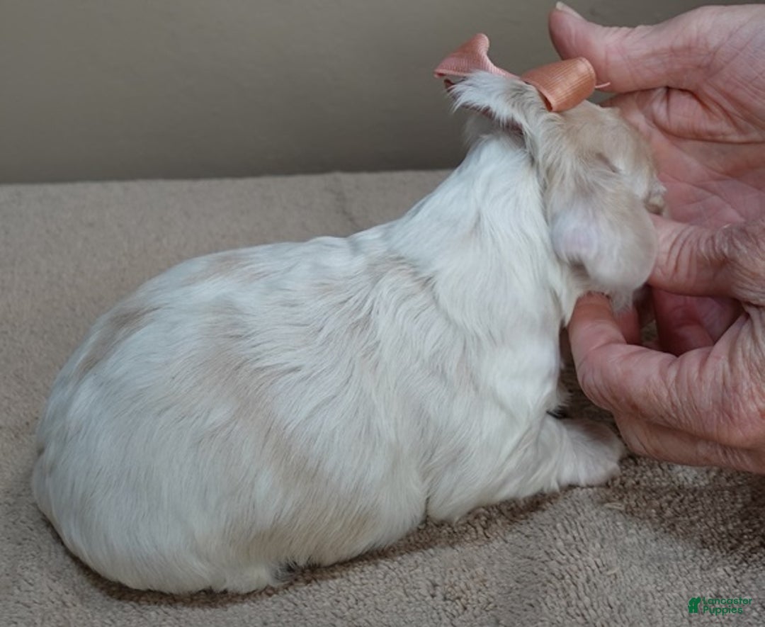 Cocker Spaniel dogs for sale: Cocker Spaniel Puppy 1 - Ad 5