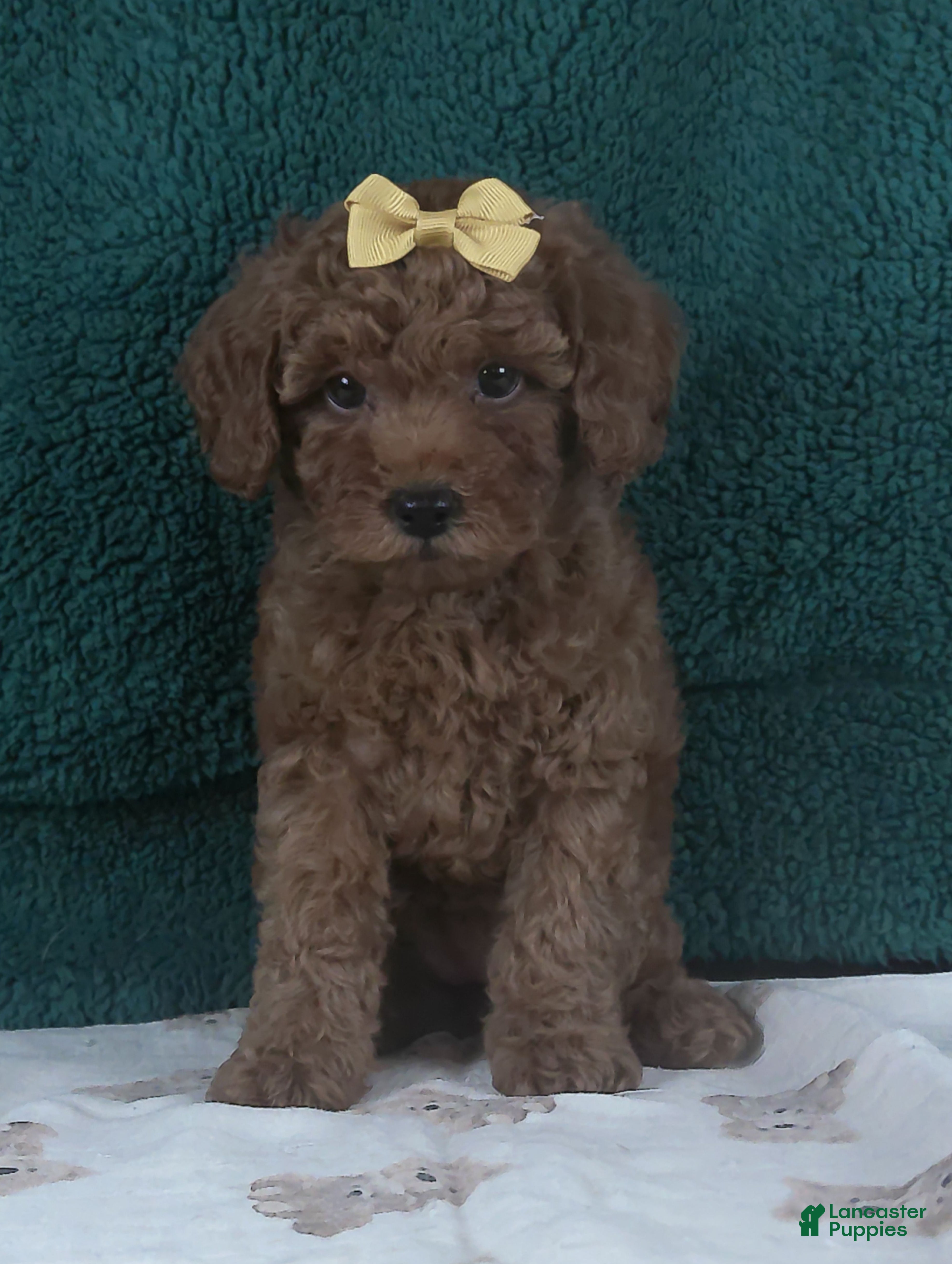 Miniature Poodle dogs Princess - Ad 2