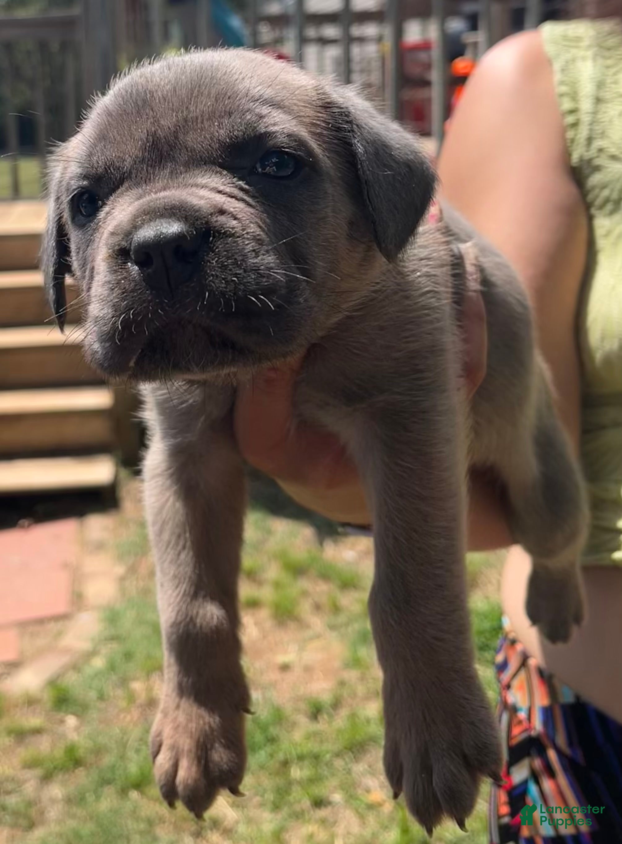 Cane Corso dogs Green collar - Ad 2