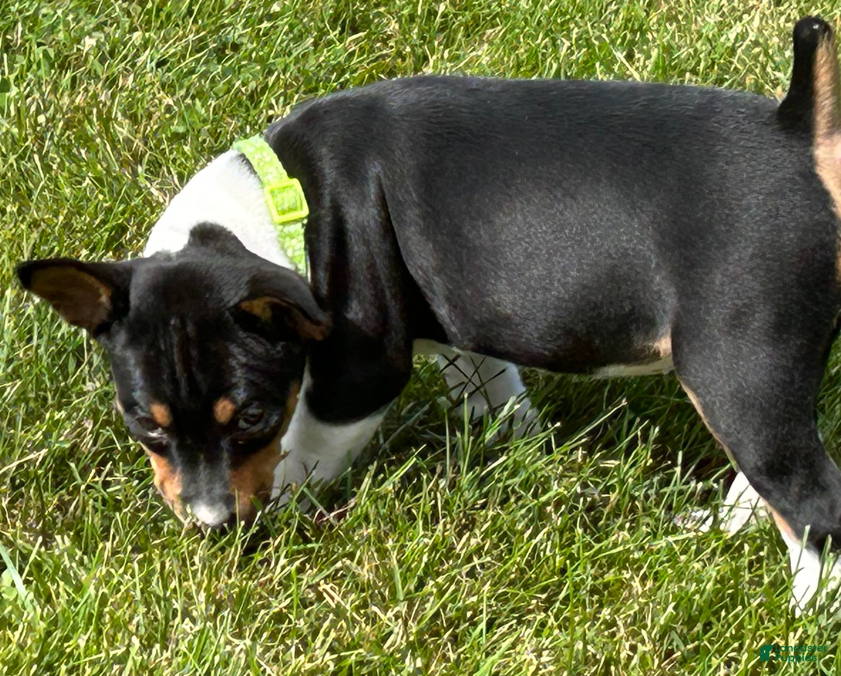 Rat Terrier dogs Old Dominion terrier Sadi - Ad 1