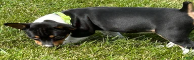 Old Dominion terrier Sadi