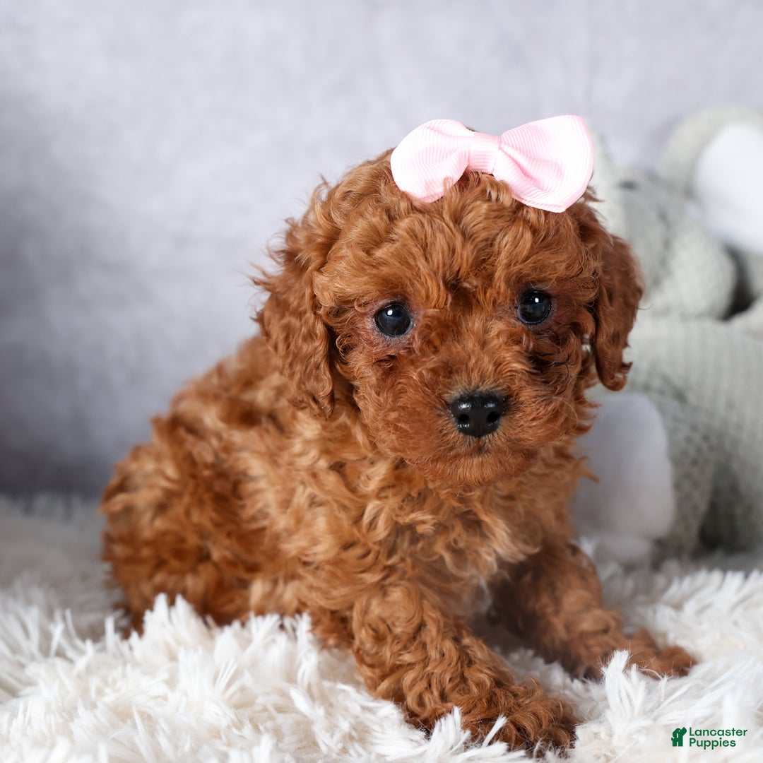 Cavapoo dogs for sale: OMA - Ad 5