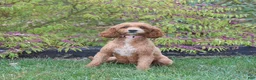 Cockapoo dogs for sale: Calvin - Ad 6