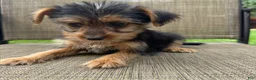 Yorkshire Terrier dogs for sale: Carl - Ad 7