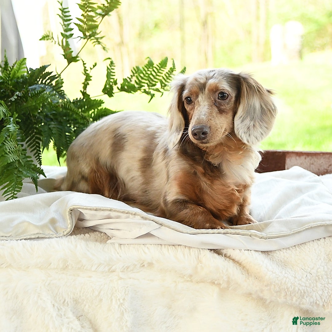 Miniature Dachshund dogs for sale: Prancer - Ad 6