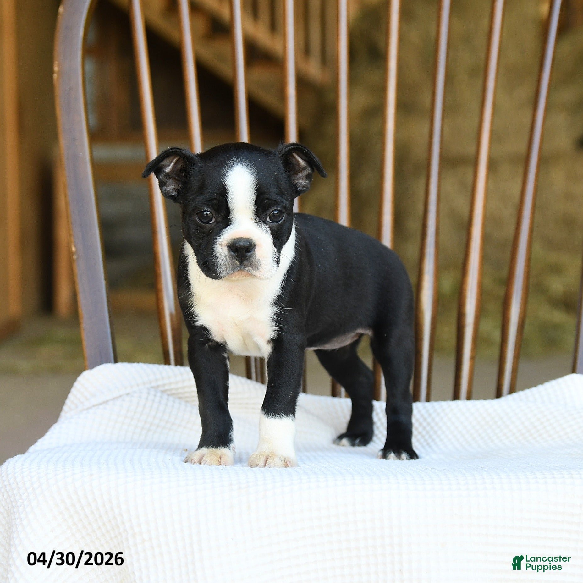 Boston Terrier dogs for sale: Eleanor - Ad 1