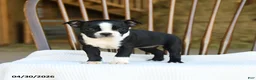 Boston Terrier dogs for sale: Eleanor - Ad 1