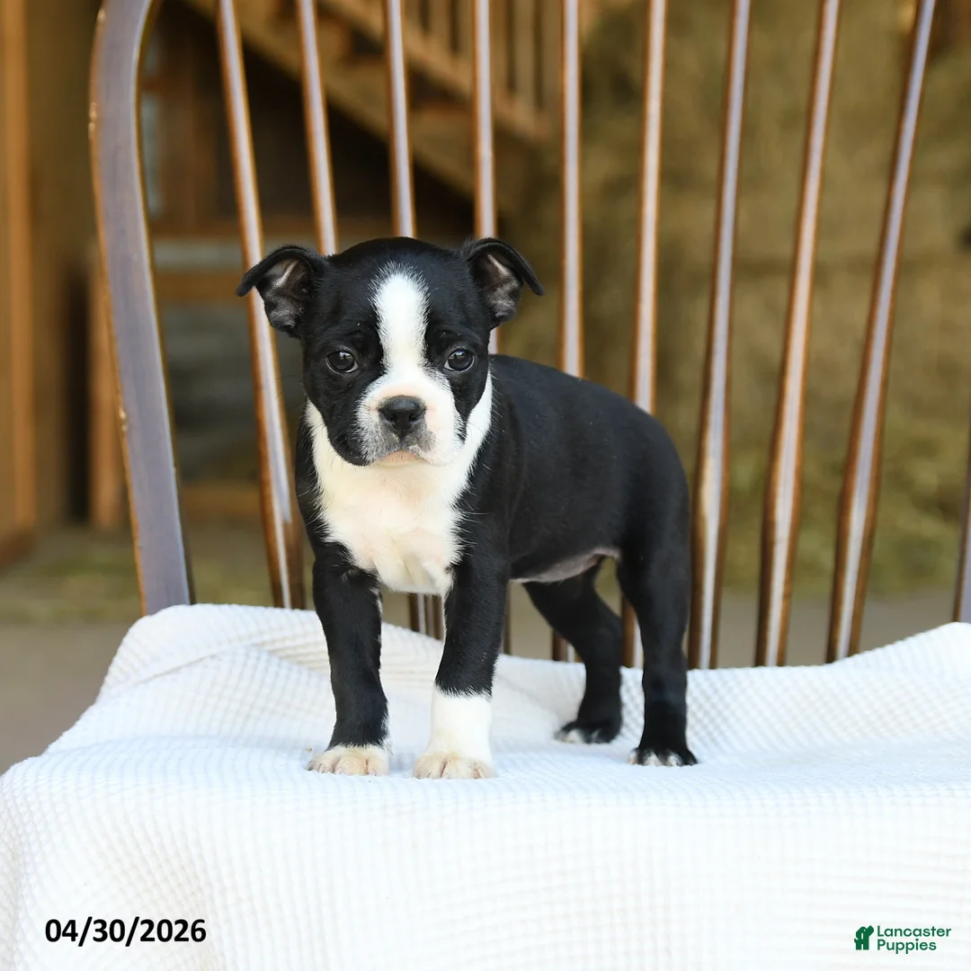Boston Terrier dogs for sale: Eleanor - Ad 1