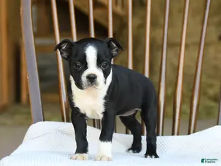 Boston Terrier dogs for sale: Eleanor - Ad 1