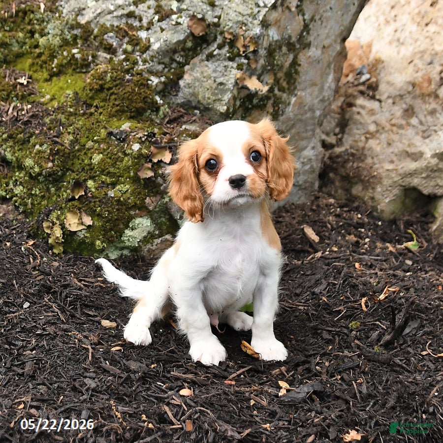 Cavalier King Charles Spaniel dogs Duke - Ad 2