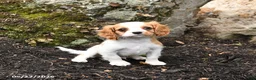 Cavalier King Charles Spaniel dogs for sale: Duke - Ad 2
