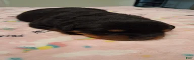 Rottweiler 2 female