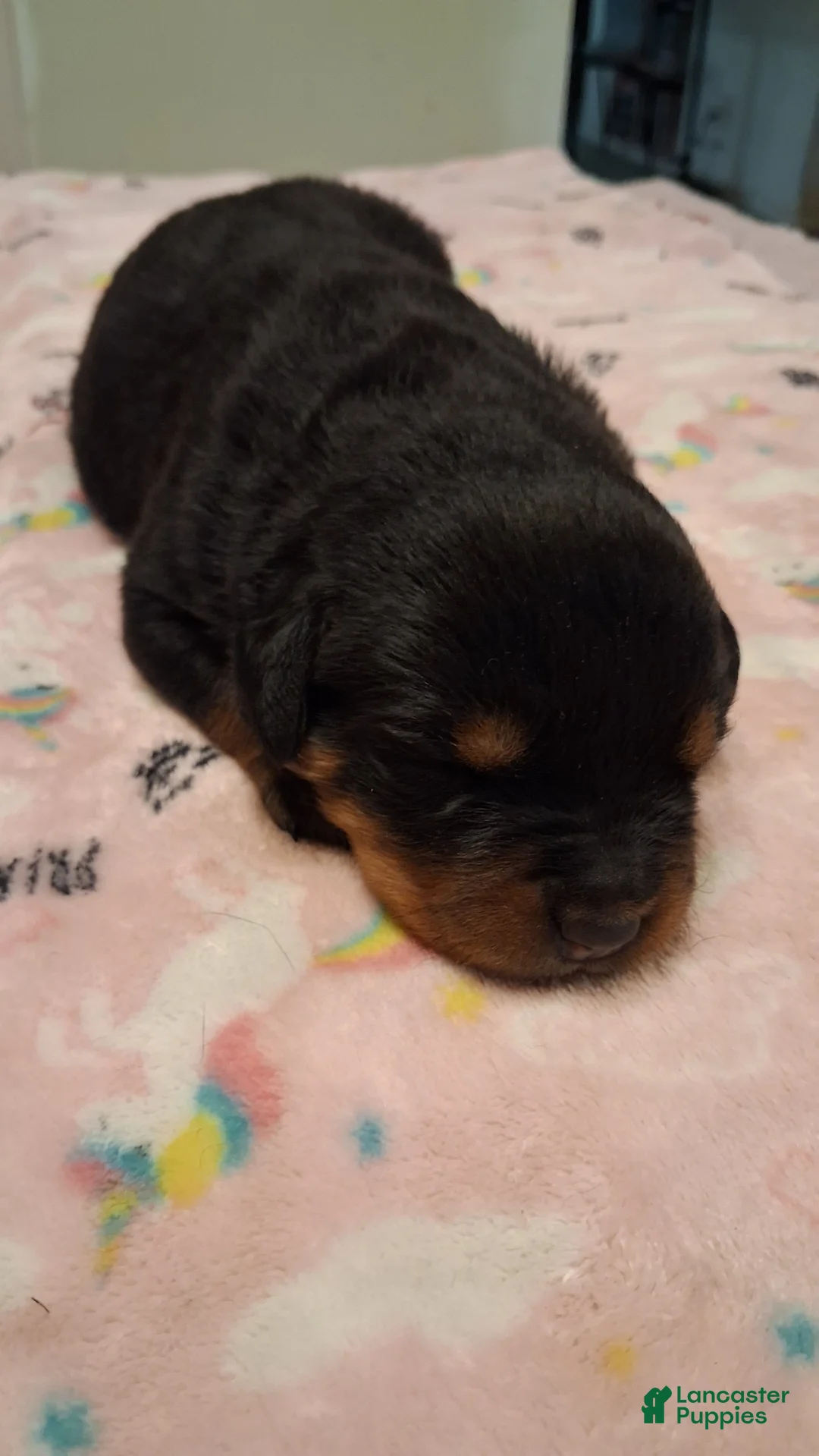 Rottweiler dogs for sale: Rottweiler 2 female - Ad 1