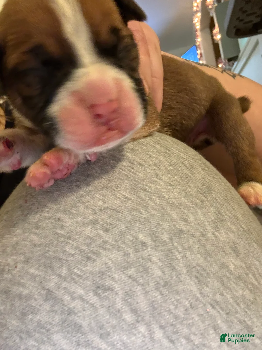 Boxer dogs for sale: Green - Ad 6