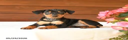 Miniature Pinscher dogs for sale: Carter - Ad 3
