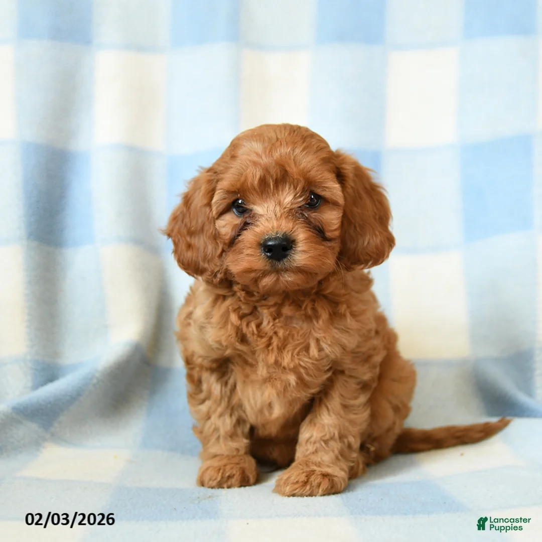 Cavapoo dogs for sale: Checkers - Ad 1