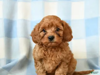 Cavapoo dogs Checkers - Ad 5