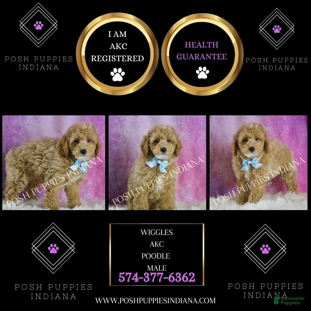 Miniature Poodle dogs for sale: Wiggles - Ad 2