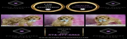 Miniature Poodle dogs for sale: Wiggles - Ad 2