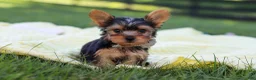 Yorkshire Terrier dogs for sale: Mason - Ad 7